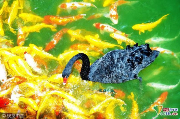 锦鲤鱼池