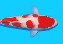 养锦鲤鱼为什么要放盐