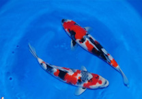 大当岁精品锦鲤35-45cm纯种锦鲤昭和大正红白