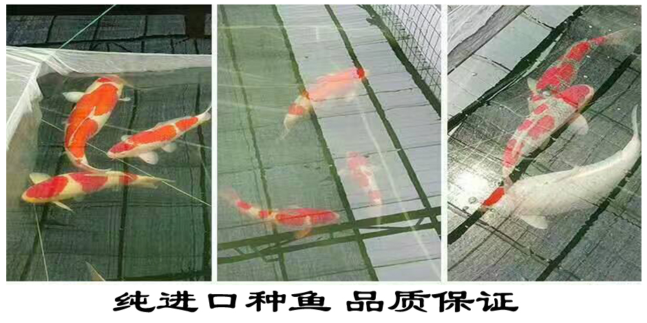 日本锦鲤