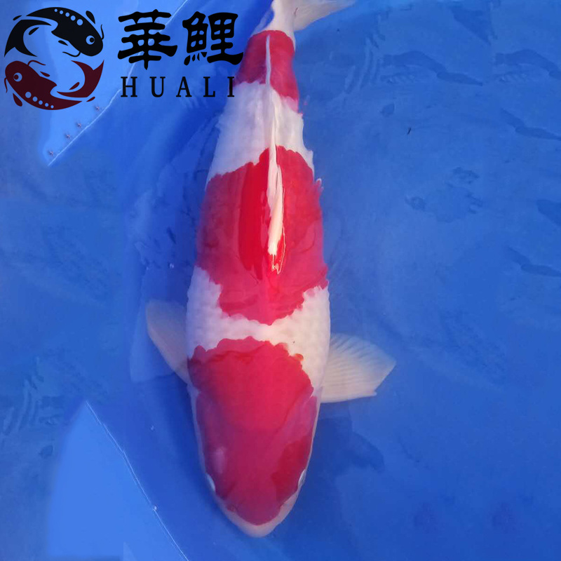 锦鲤鉴赏术语