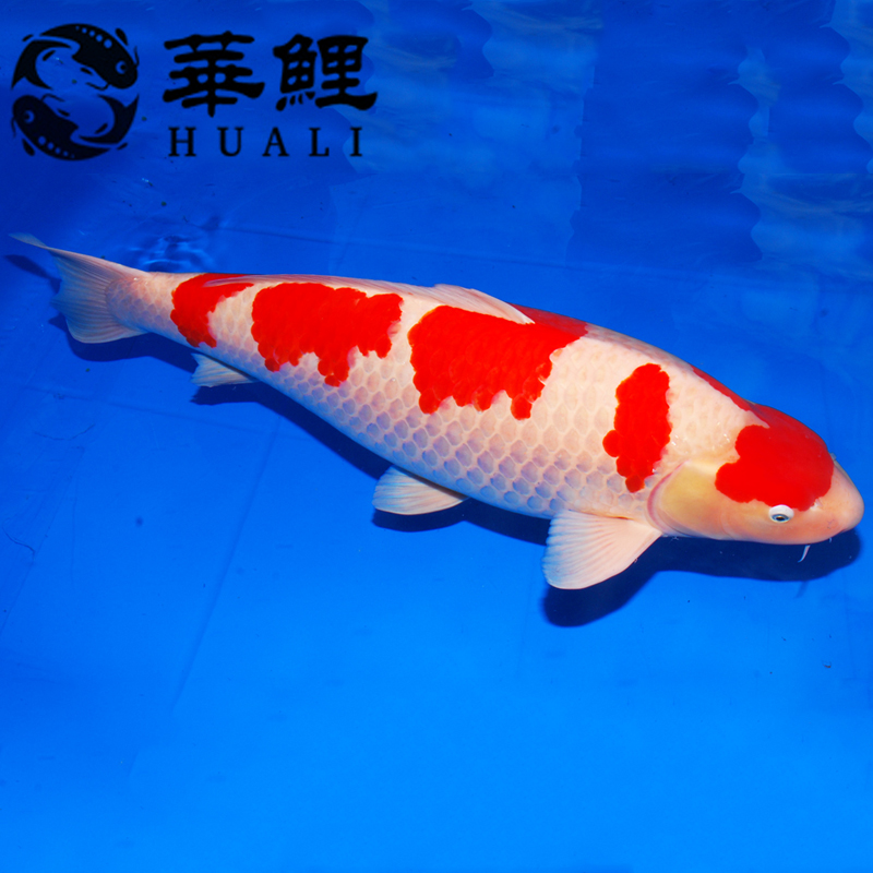 大型观赏鱼冷水鱼日本锦鲤红白锦鲤50cm