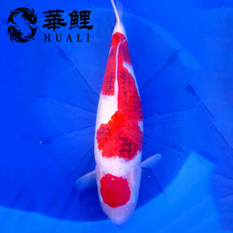 纯种日本锦鲤红白锦鲤活体25cm