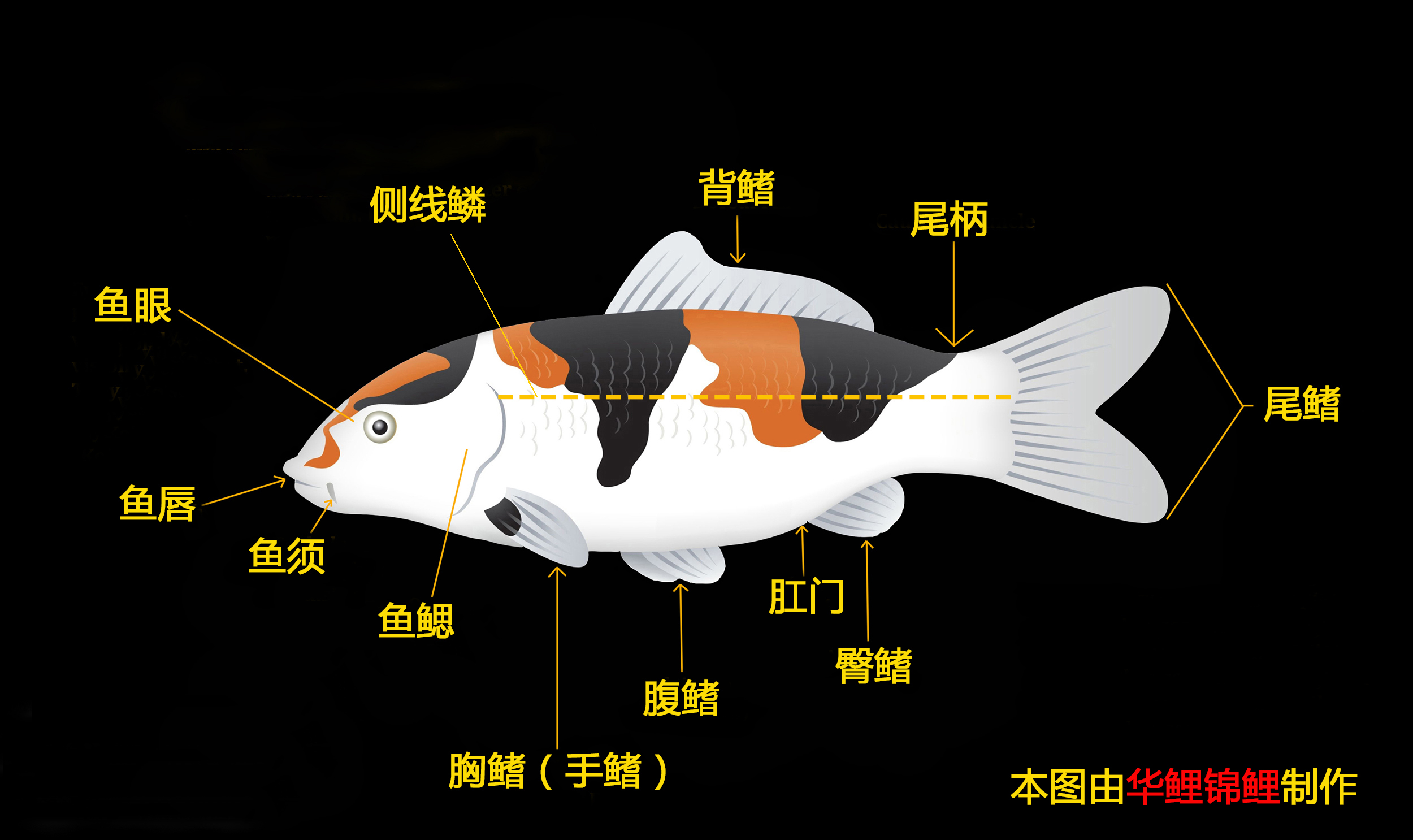 鱼部位名称图 卡通动物插画设计图__家禽家畜_生物世界_设计图库_昵图网nipic.com