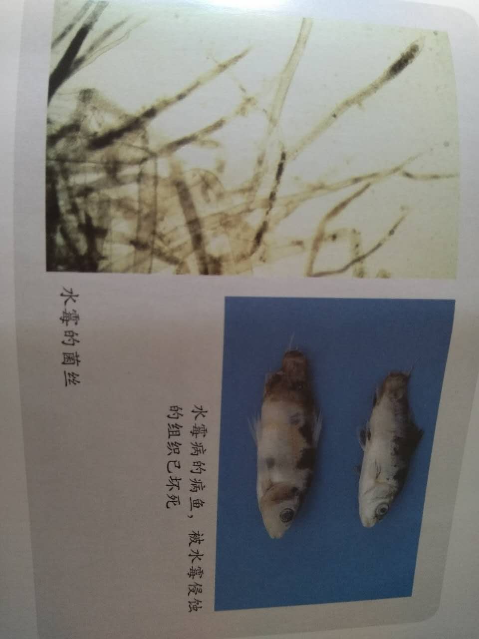 锦鲤水霉病治疗方法