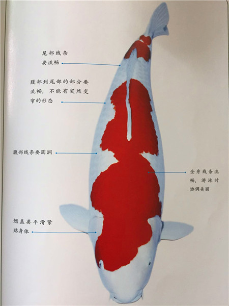 图解锦鲤的基本鉴赏方法