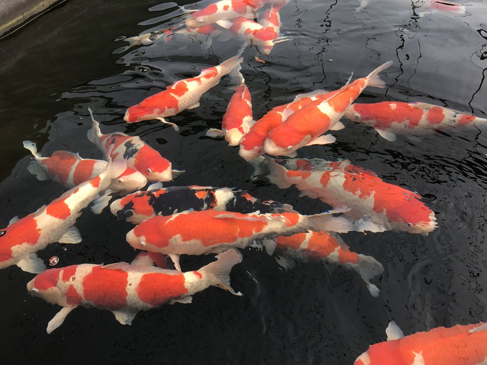 华鲤锦鲤三岁优质红白锦鲤70cm