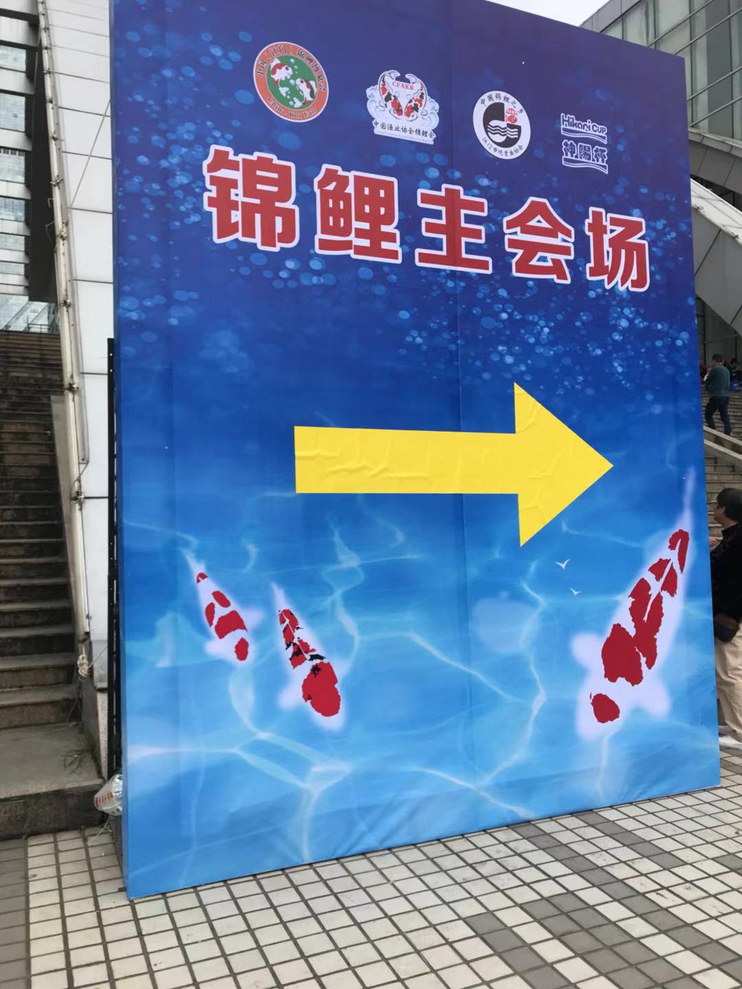 锦鲤