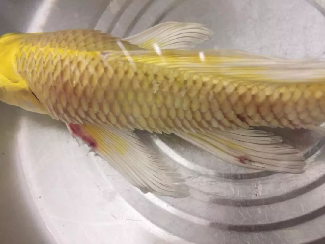 锦鲤皮肤溃烂病和竖鳞病如何防治？