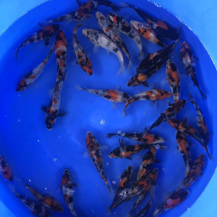 昭和锦鲤