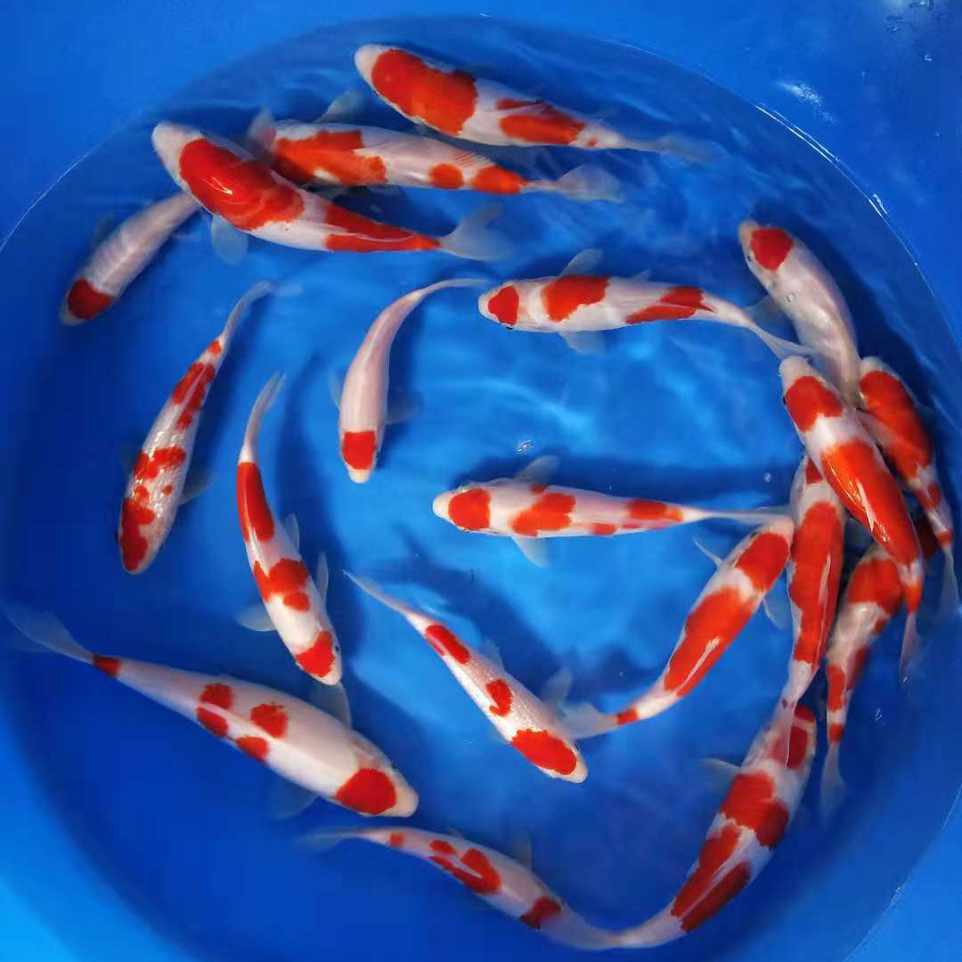 梅雨季节锦鲤如何有效预防疾病？