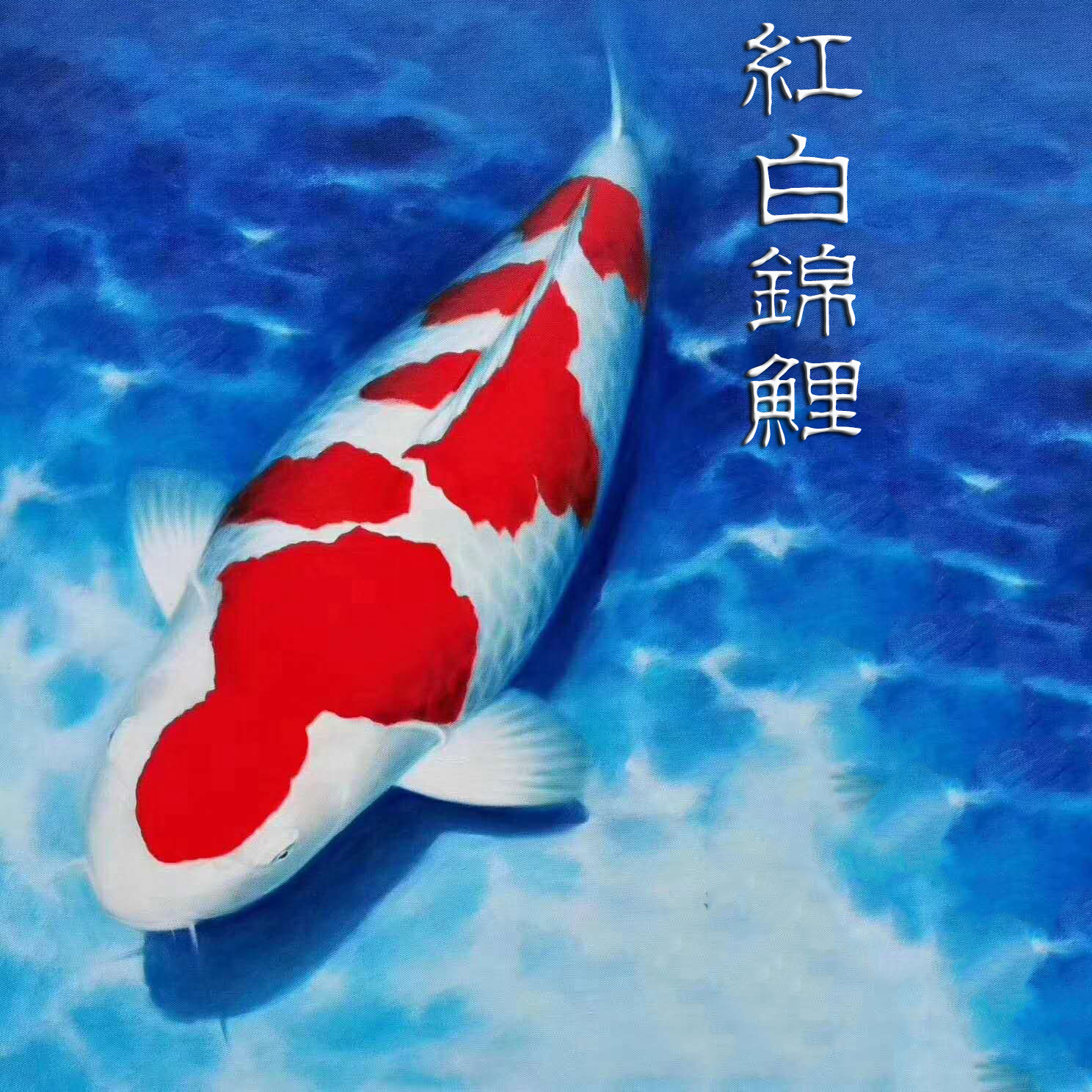 养锦鲤鱼用什么水最好？