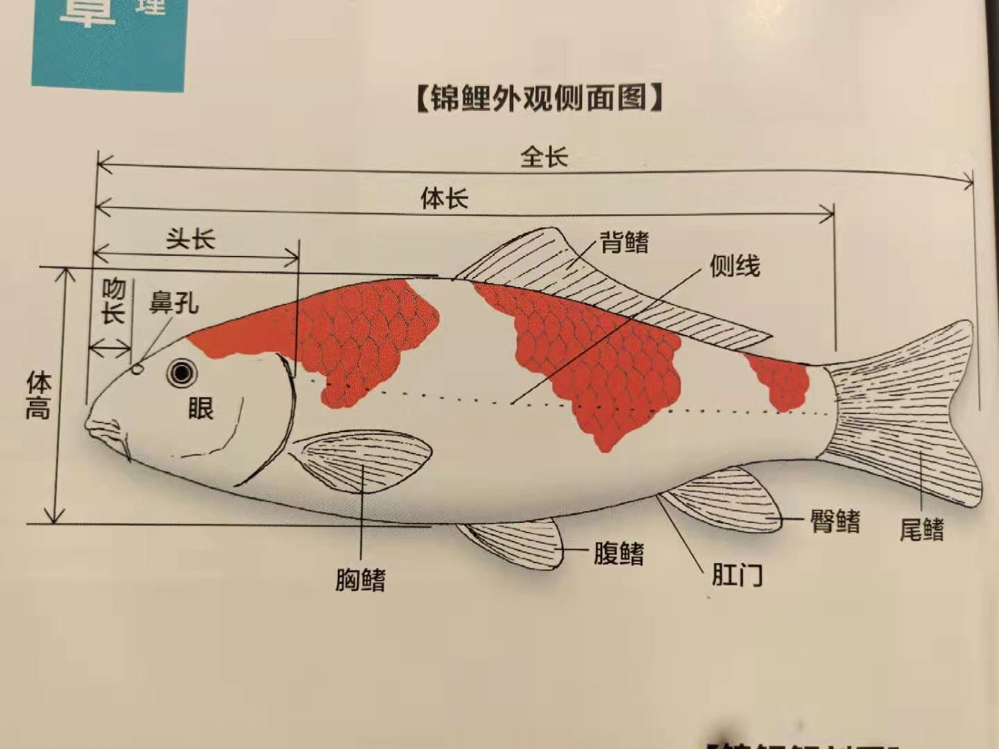 锦鲤的外部形态-何为大高背