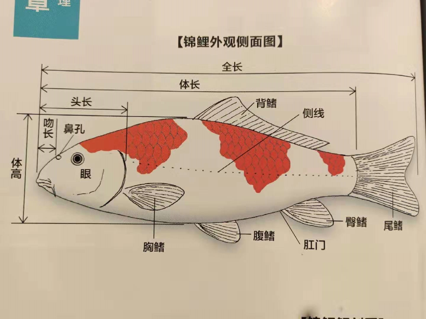 锦鲤鱼