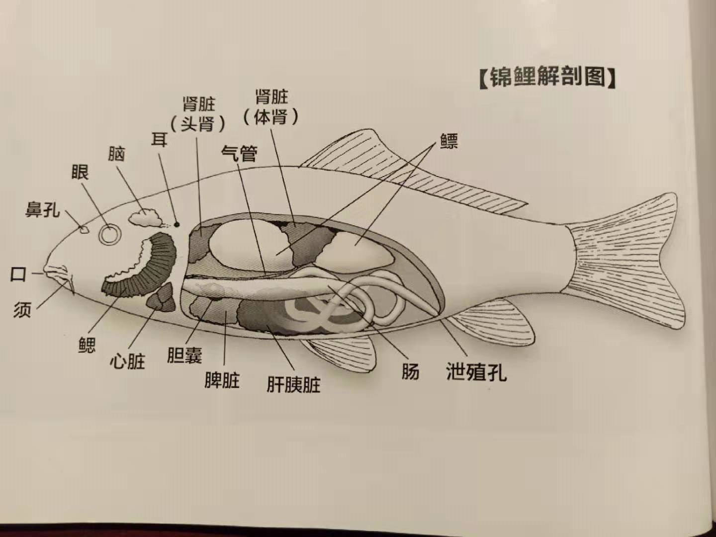 锦鲤鱼