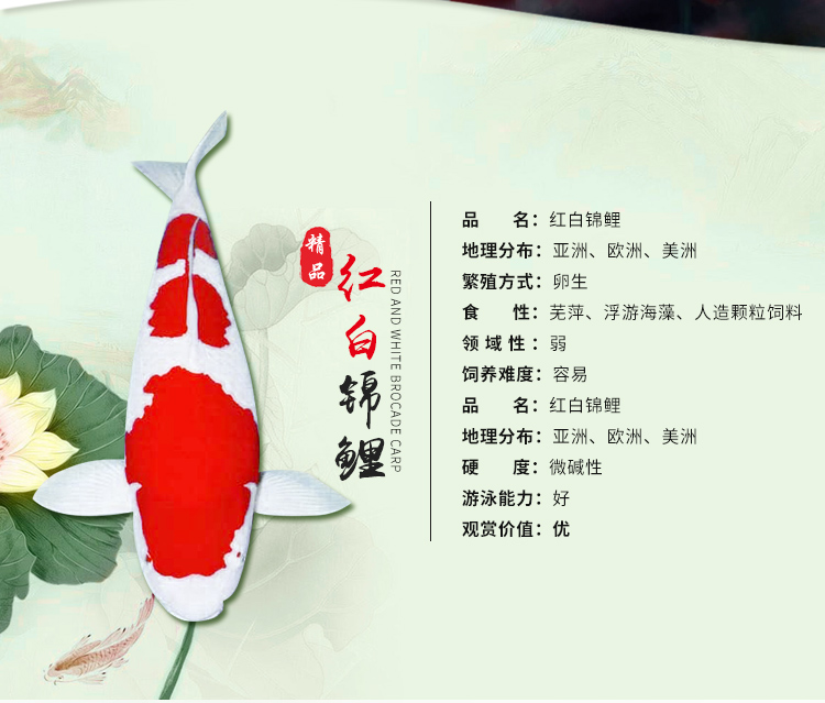 红白锦鲤