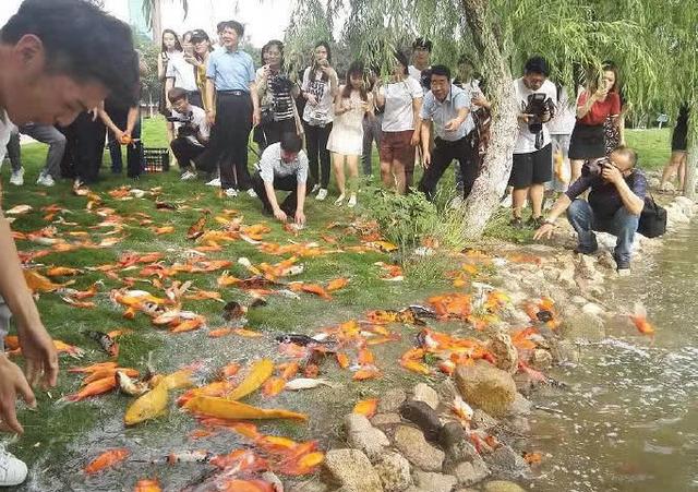 一男子为乞求转运拉一车锦鲤鱼放生，结果尴尬了