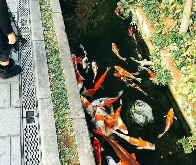 在日本为什么排水沟都能养殖锦鲤？