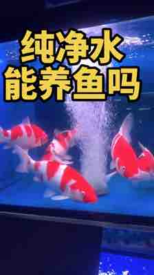 纯净水能养观赏鱼吗？