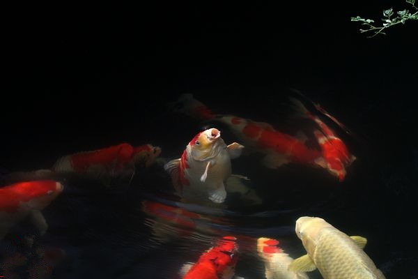 日本锦鲤