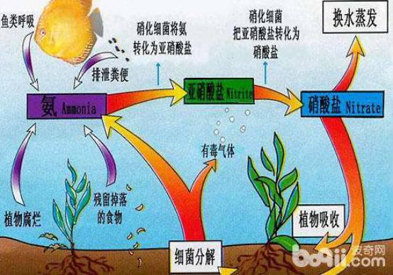 锦鲤鱼池过滤