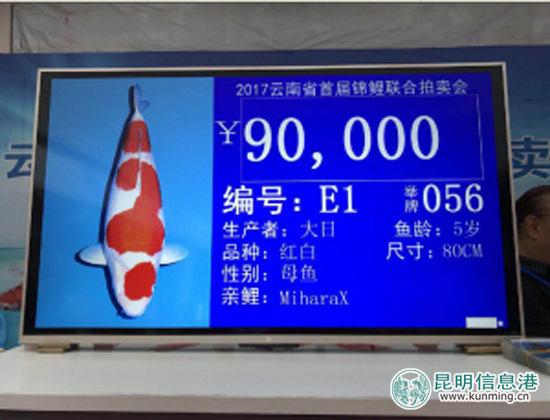 云南首届锦鲤联合拍卖会举行 “标王”红白锦鲤拍得9万元