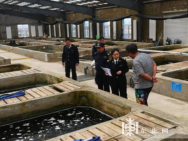 日本锦鲤