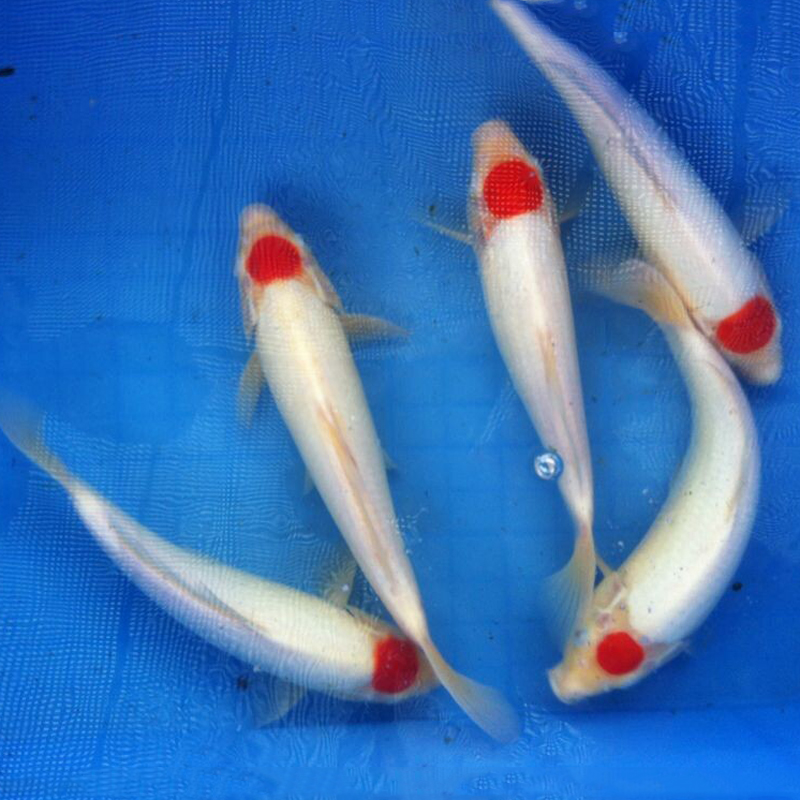 冷水鱼观赏鱼日本锦鲤丹顶锦鲤活体