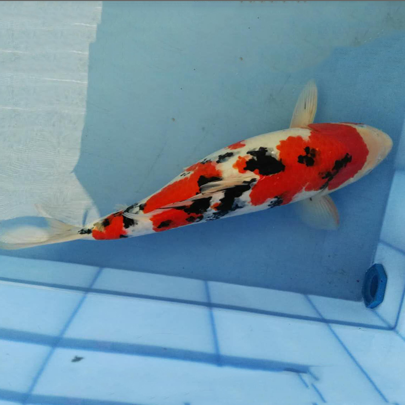 观赏鱼日本锦鲤活体纯种锦鲤大正30cm