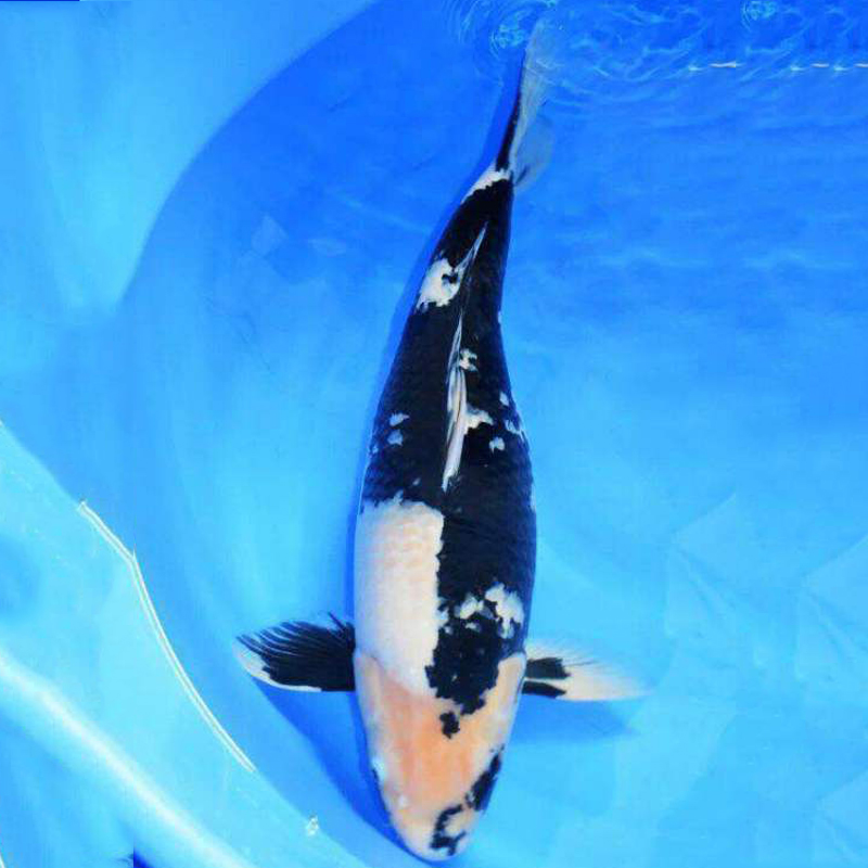 大型淡水观赏鱼日本锦鲤活体纯种锦鲤白写60cm