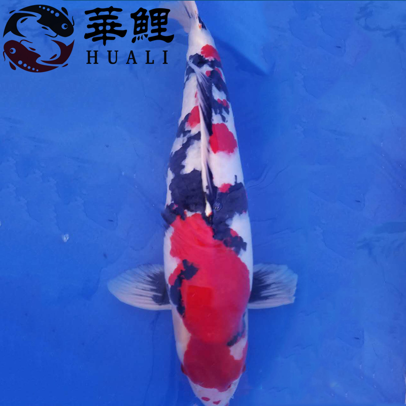 大型淡水观赏鱼日本锦鲤活体昭和锦鲤50cm