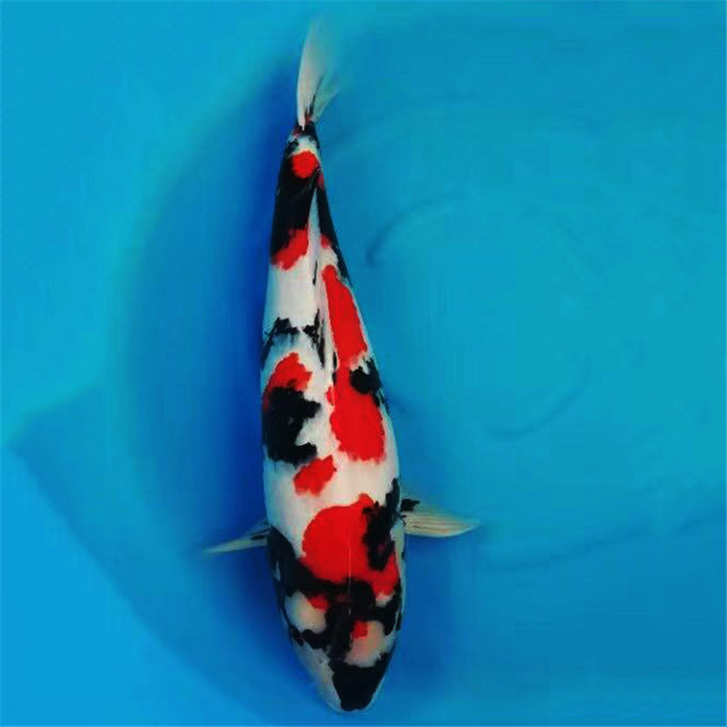 华鲤锦鲤推荐鱼缸鱼池可养的45cm昭和三色