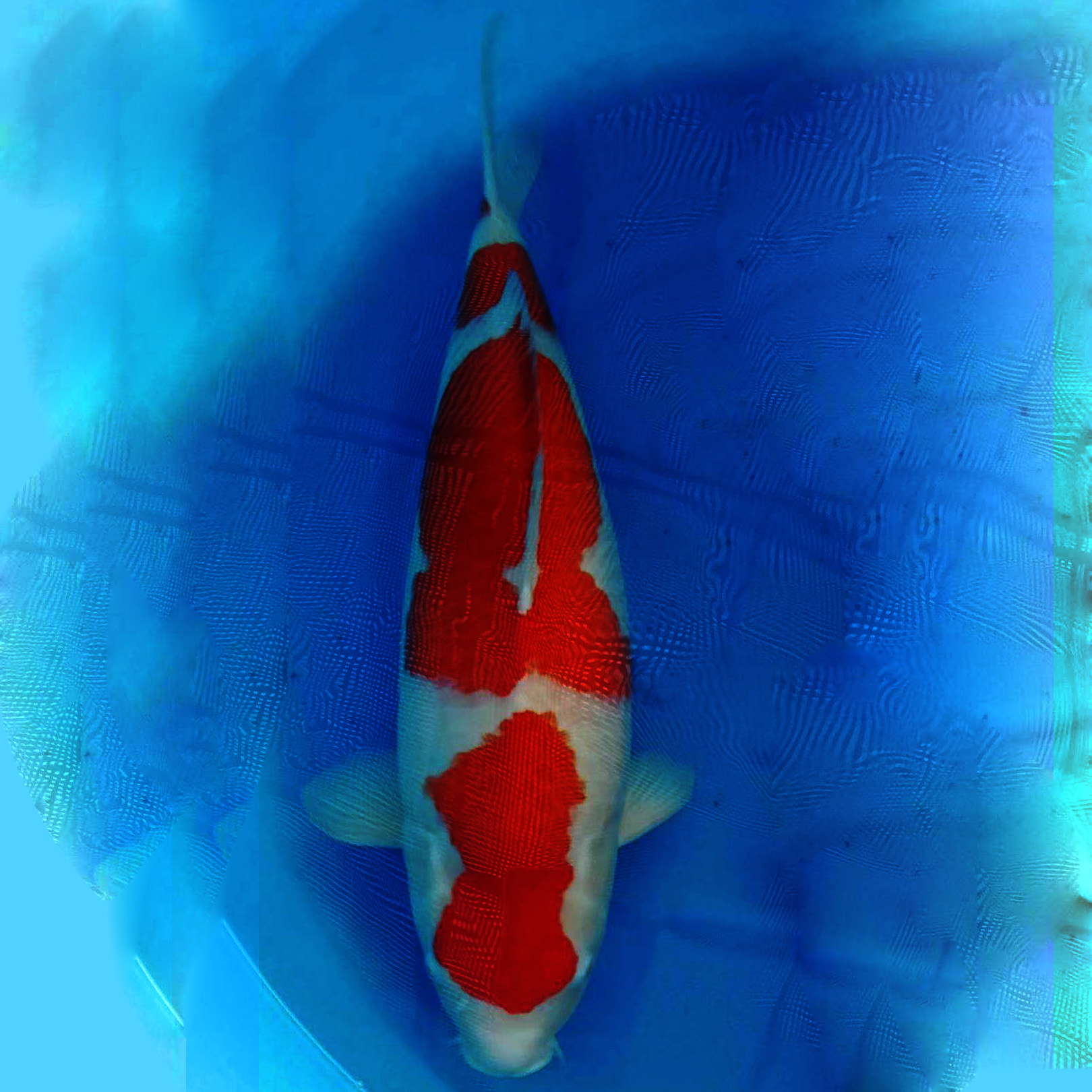 纯种日本锦鲤红白锦鲤80cm巨鲤鱼场直销