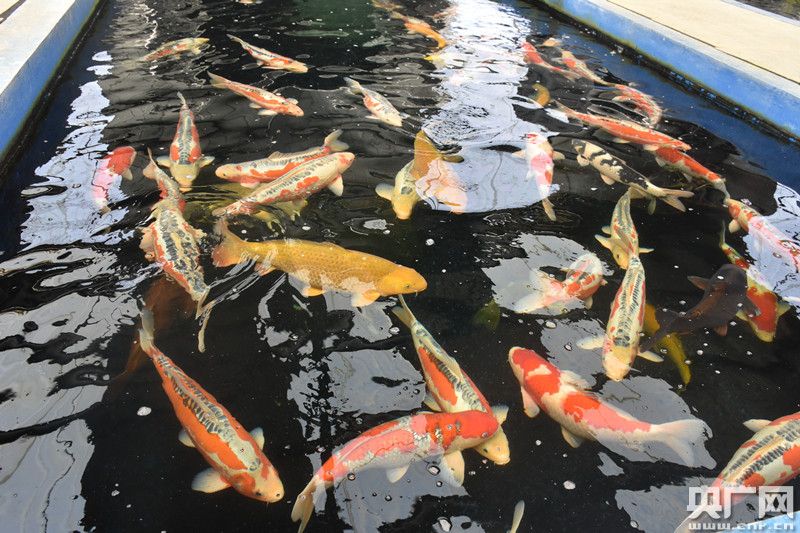日本锦鲤