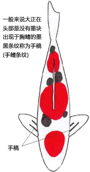 日本锦鲤