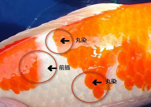 日本锦鲤
