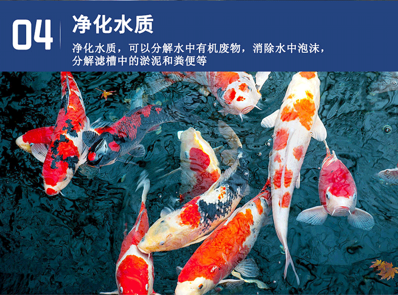 锦鲤疾病